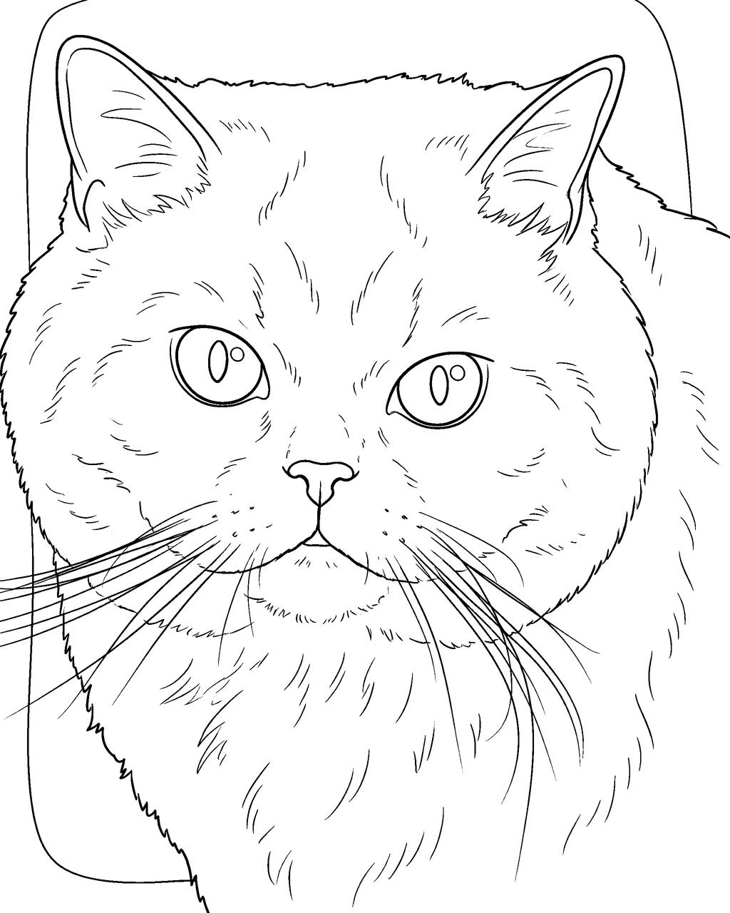 Coloring page of a round-faced gray cat with long whiskers, drawn from a pet photo
